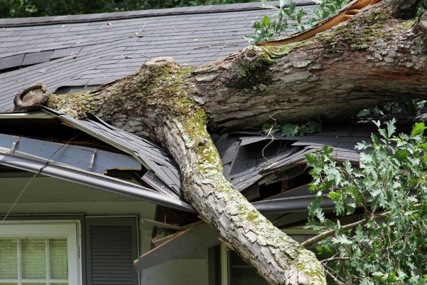 Cost of Storm Remediation in Palm Harbor